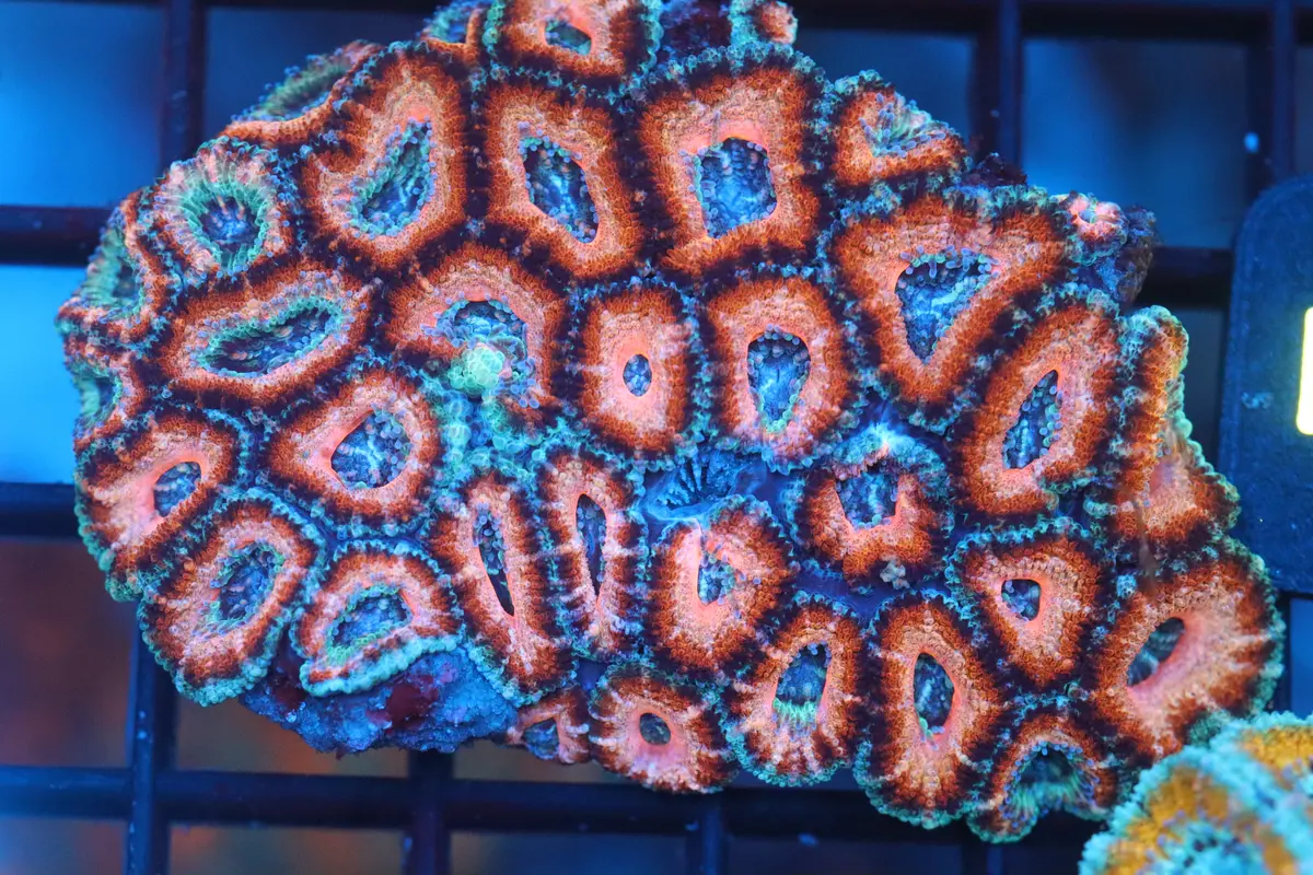 Micromussa Lord Mini Colony (B47) 1