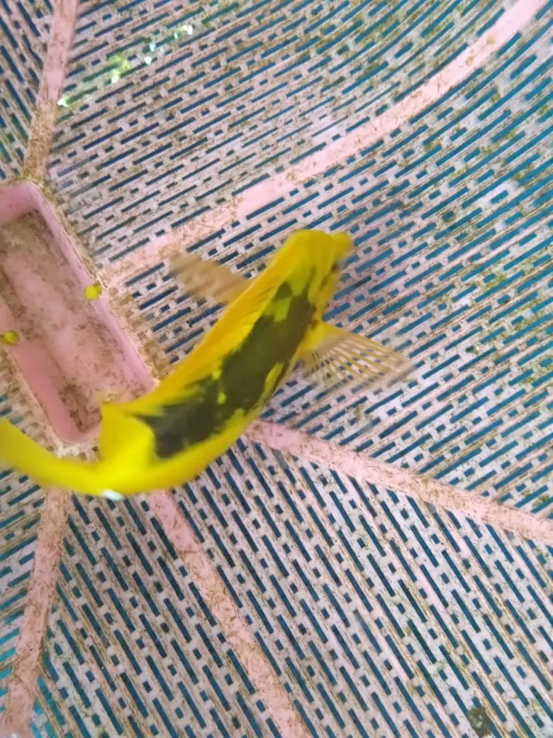 Calico Scopas Tang (5-6") 1