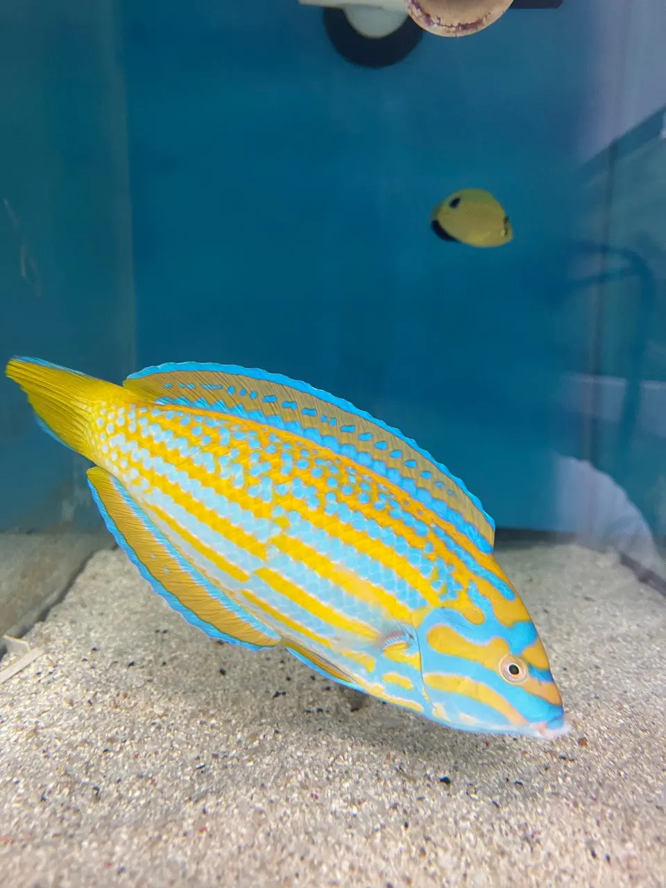 Lennardi Wrasse (7”) Wysiwyg 1