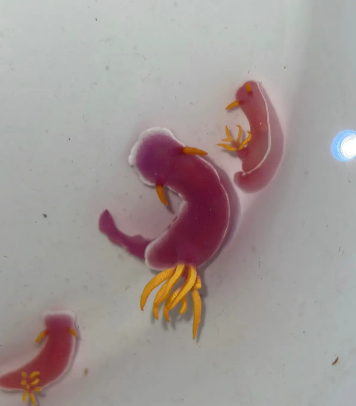 Purple Sea Slug - Hypselodoris Bullocki 1