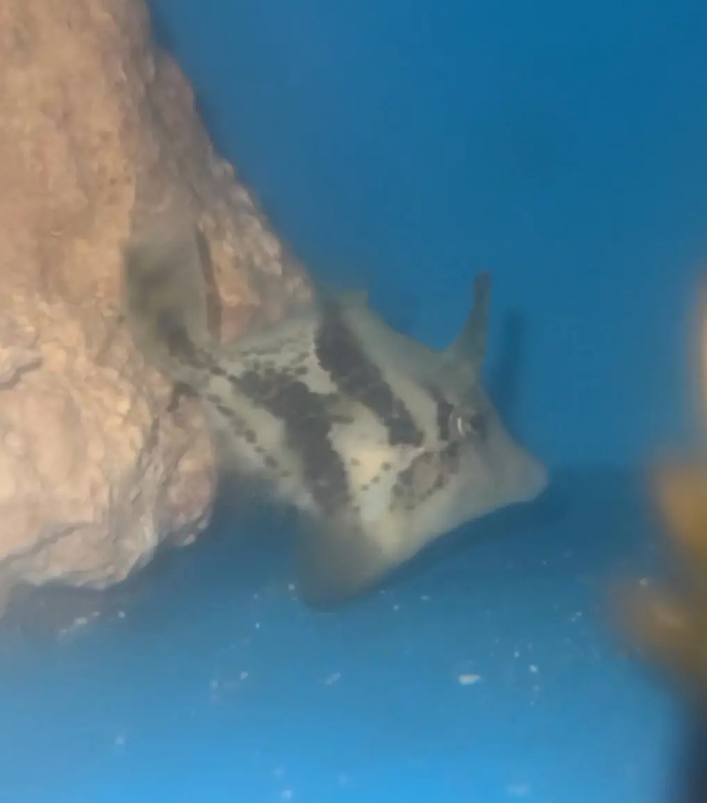 Fanbelly Leatherjacket -Monacanthus Chinensis 1