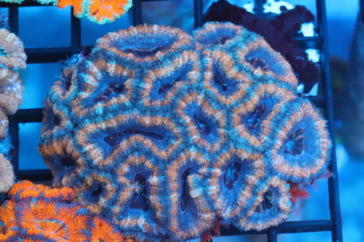 Micromussa Lord Colony (V) 1