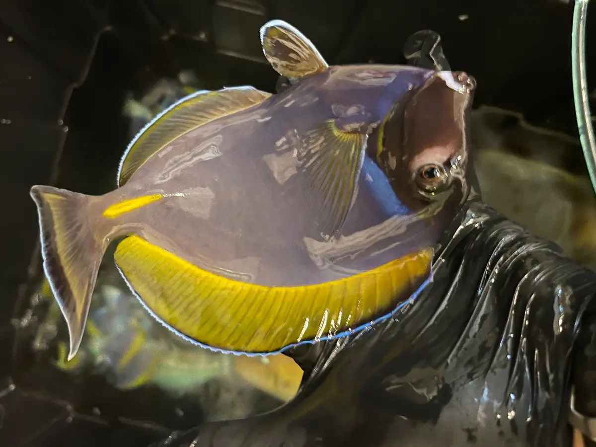 Powder Blue Tang | Acanthurus Leucosternon (6” + Hybrid/Color Morph) 1