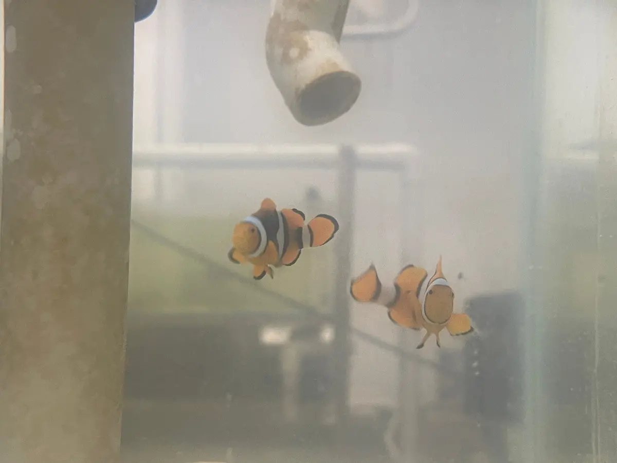 True Percula Clownfish-Super Black Wc Pair 1