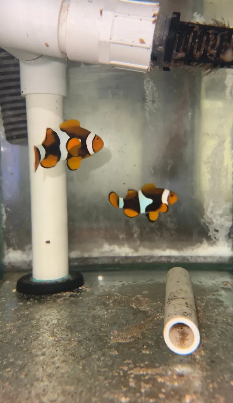 True Percula Clownfish-Super Black Pair (Wysiwyg #2) 1