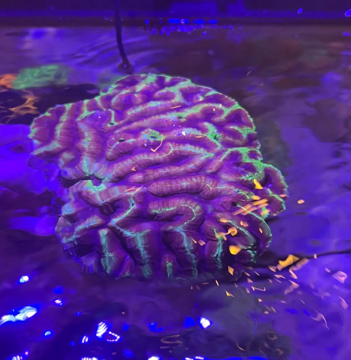 The Joker Brain Coral - Approximately 5-6” Wysiwyg 1