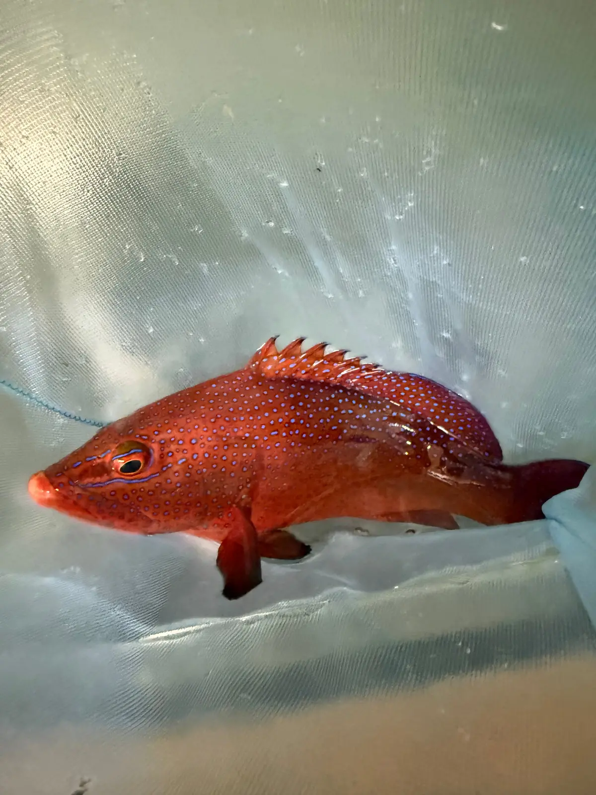 West African Blue Dot Grouper | Cephalopholis Taeniops-14” 1