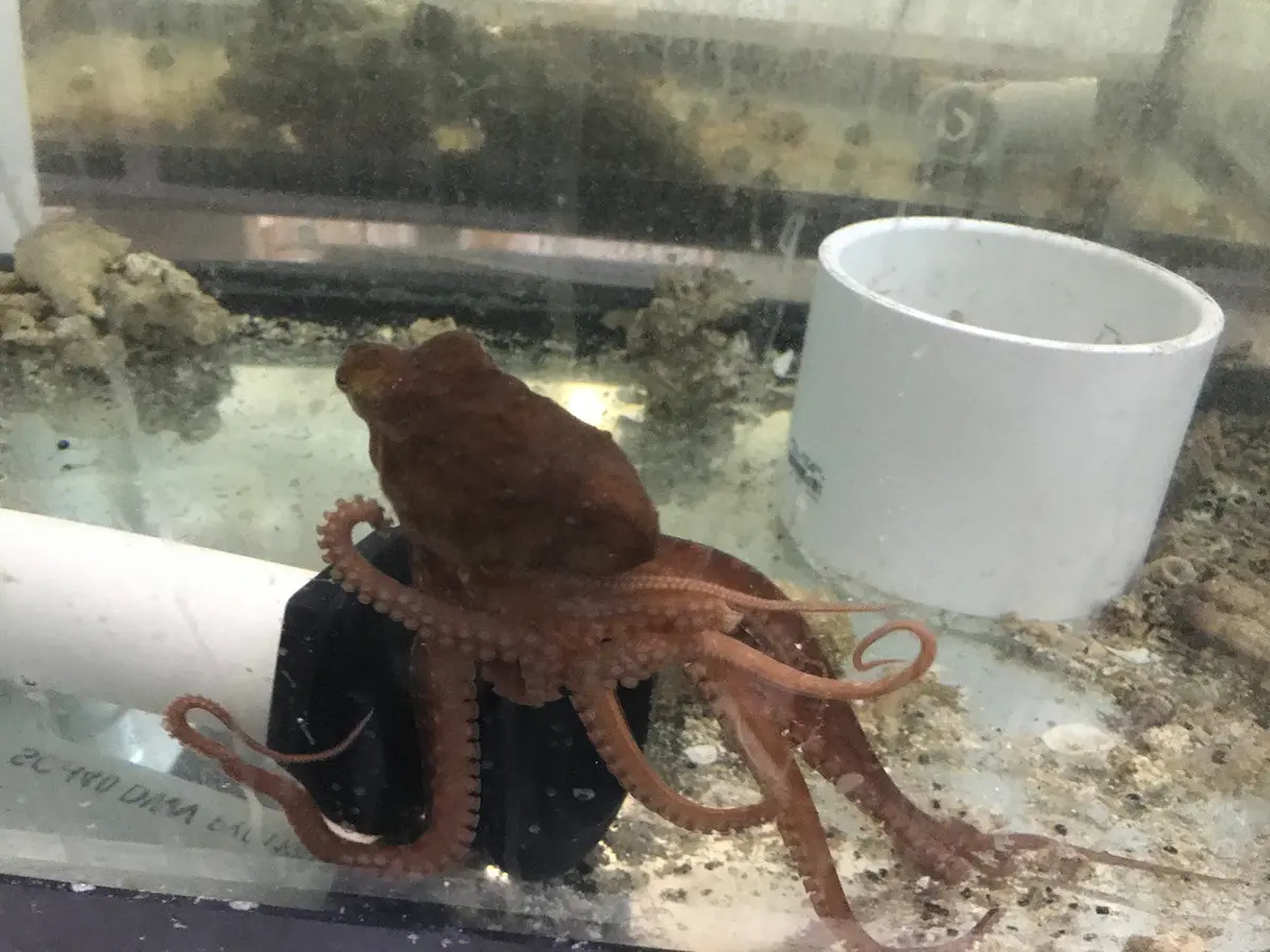 Red Bali Octopus | Octopus Macropus 1