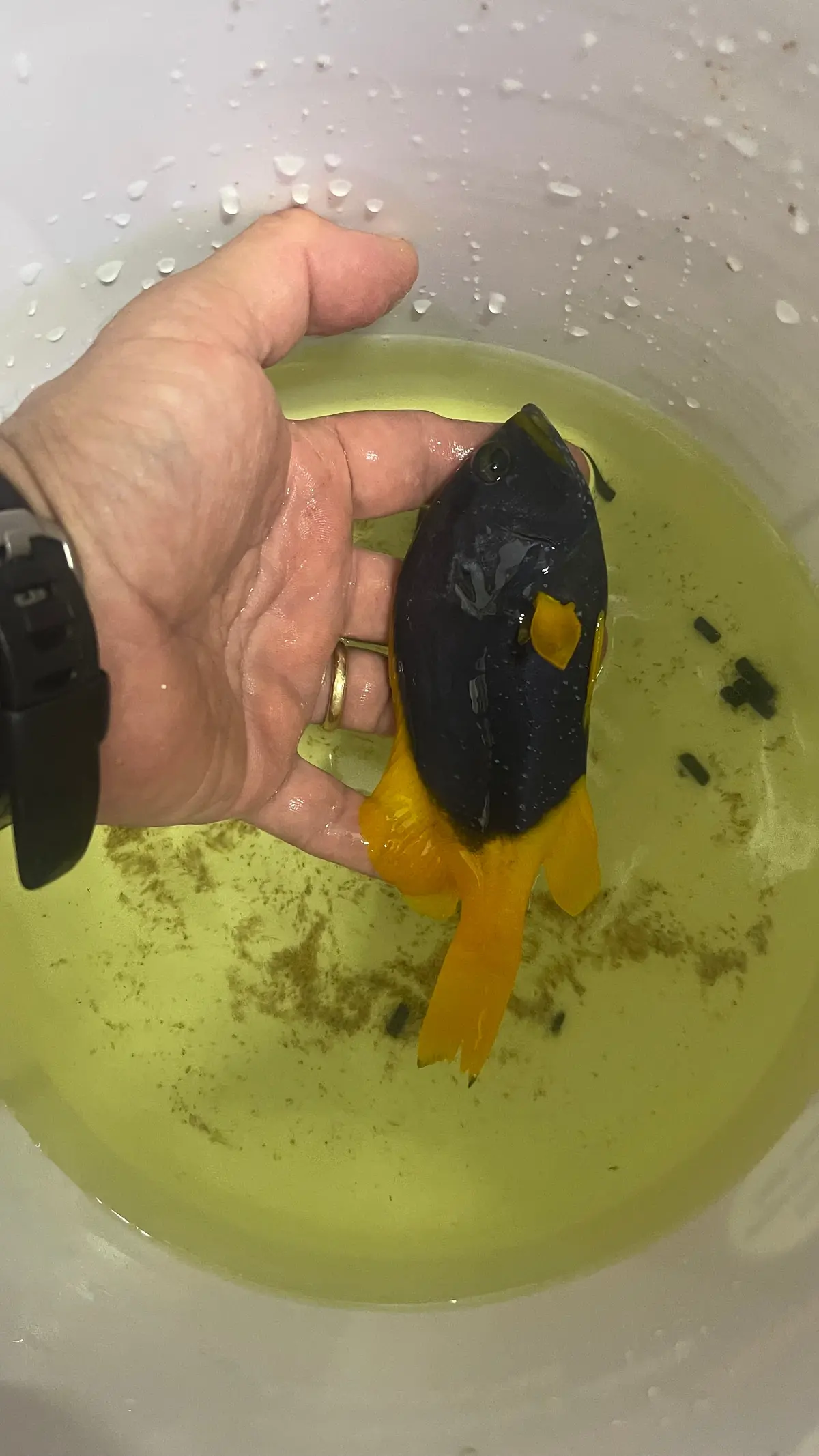 Blue And Yellow(Cobalt) Grouper-6-7" 1