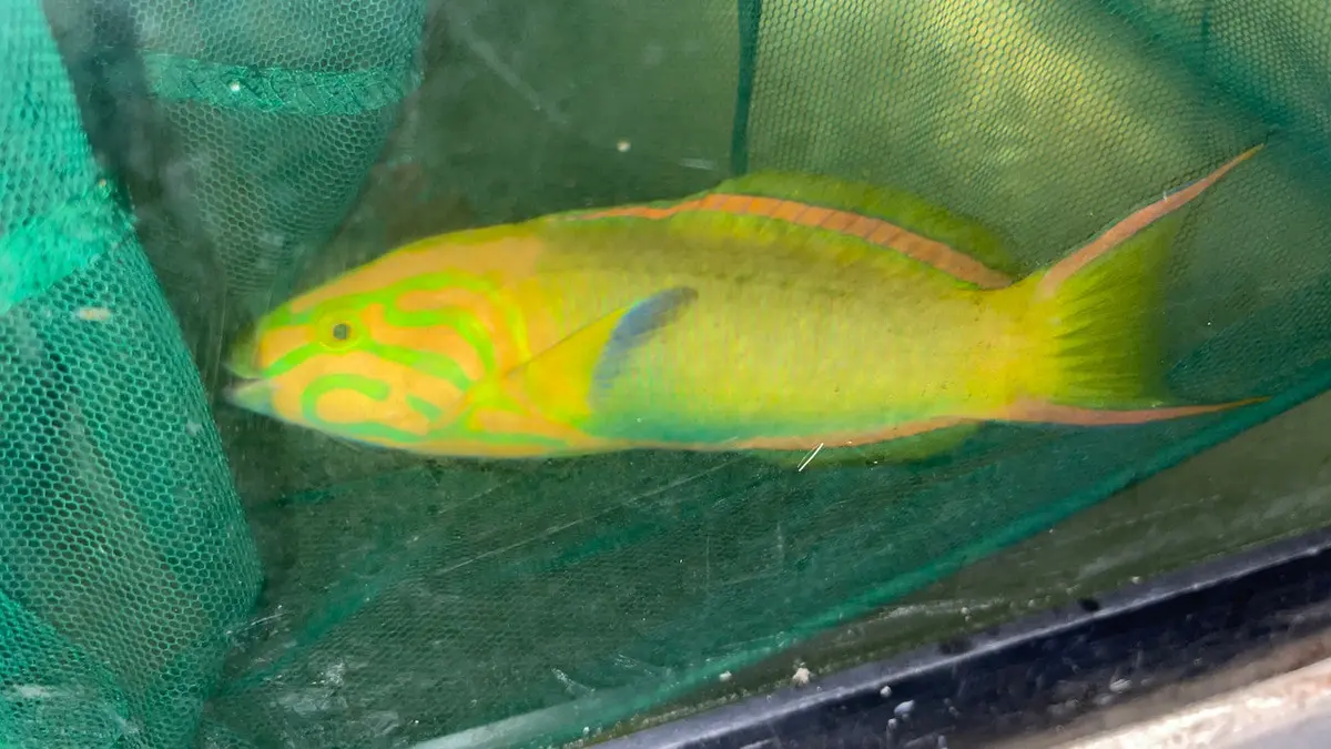 Banana Wrasse-7" Australian 1