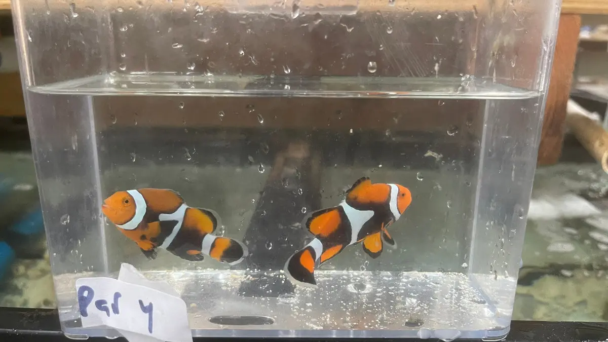 Pair True Percula Clownfish-Super Black Png-Pair 4 1