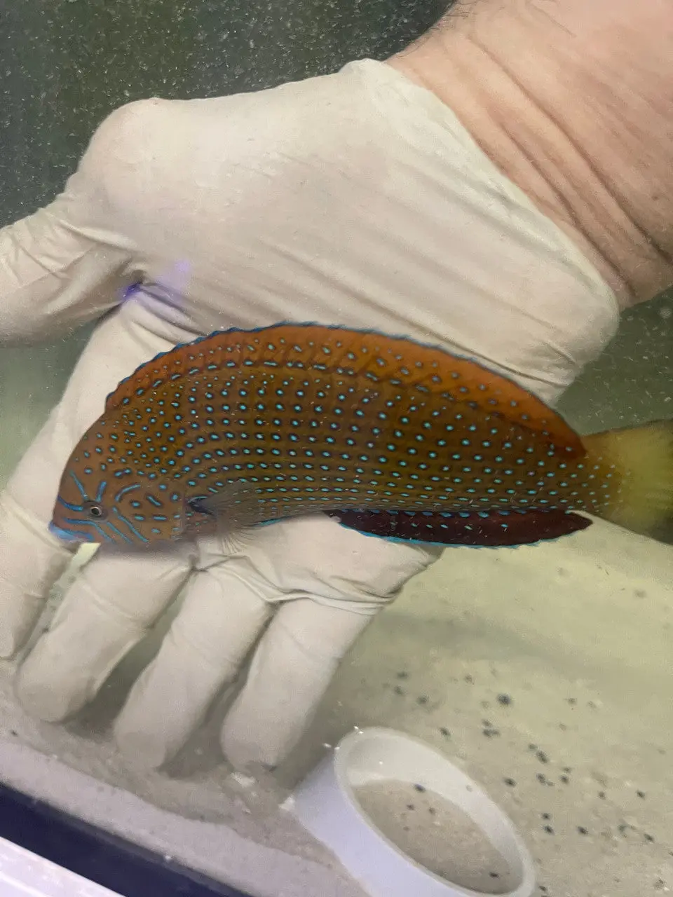 Blue Spotted Tamarin Wrasse  (Anampses Caeruleopunctatus)-7" 1