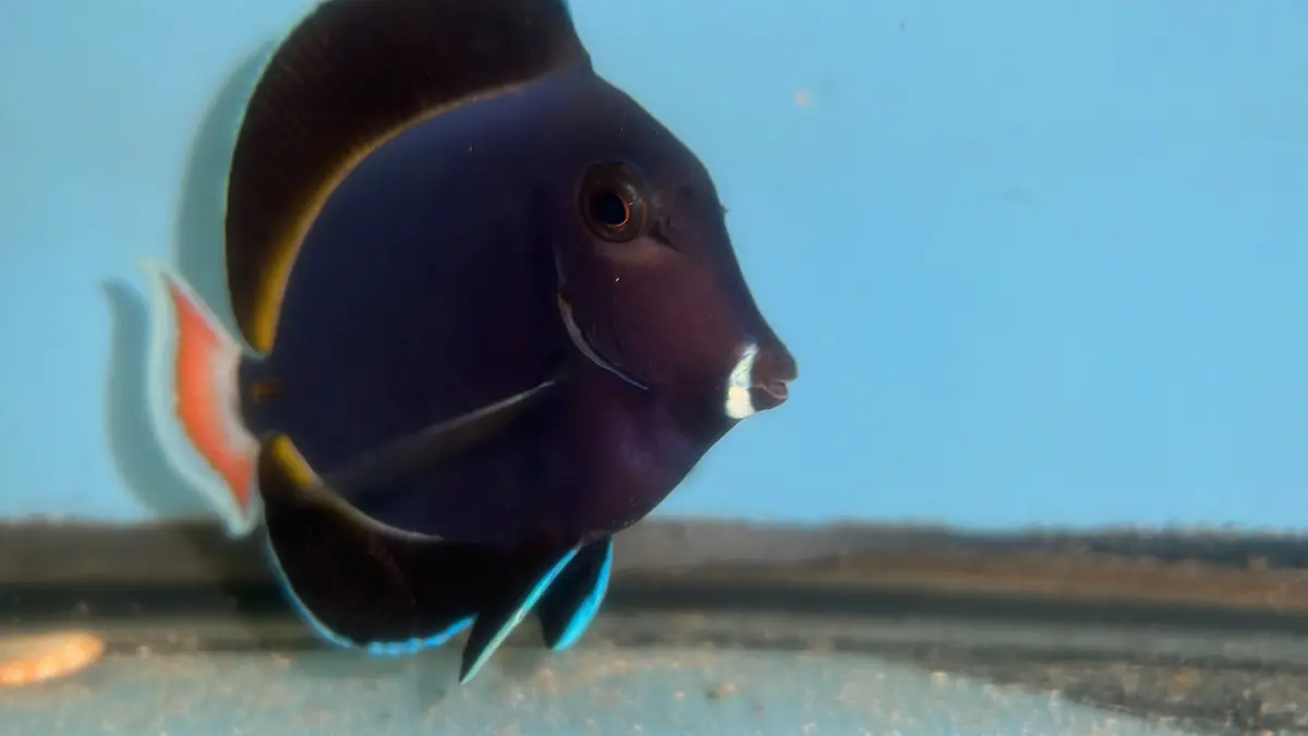 Achilles/Goldrim Hybrid Tang ( 6”) 1