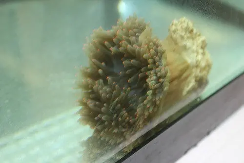Neon Green Bubble Tip Anemone 1