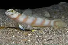 Diagonal Shrimp Goby | Amblyeleotris Diagonalis 1