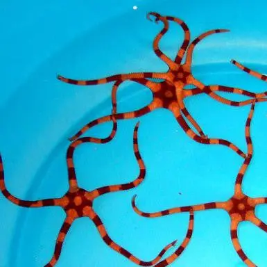 Bengal Tiger Serpent Starfish 1