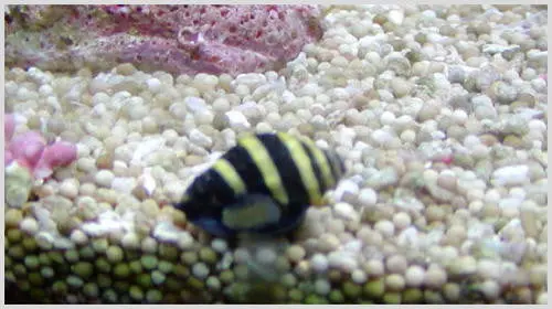 Bumble Bee Snail 1