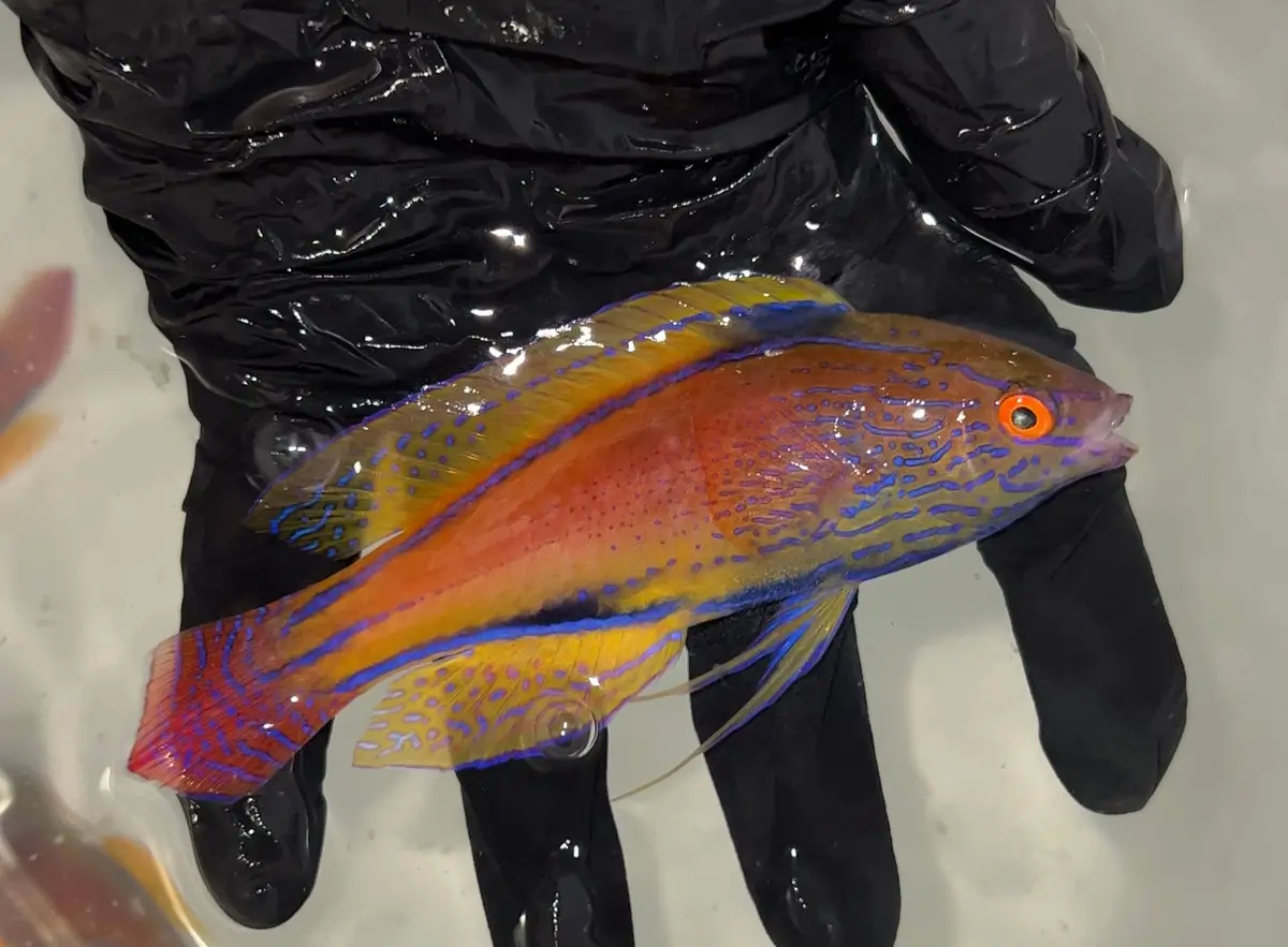 Lineatus Wrasse (Cirrhilabrus Lineatus) 5"Super Male 1
