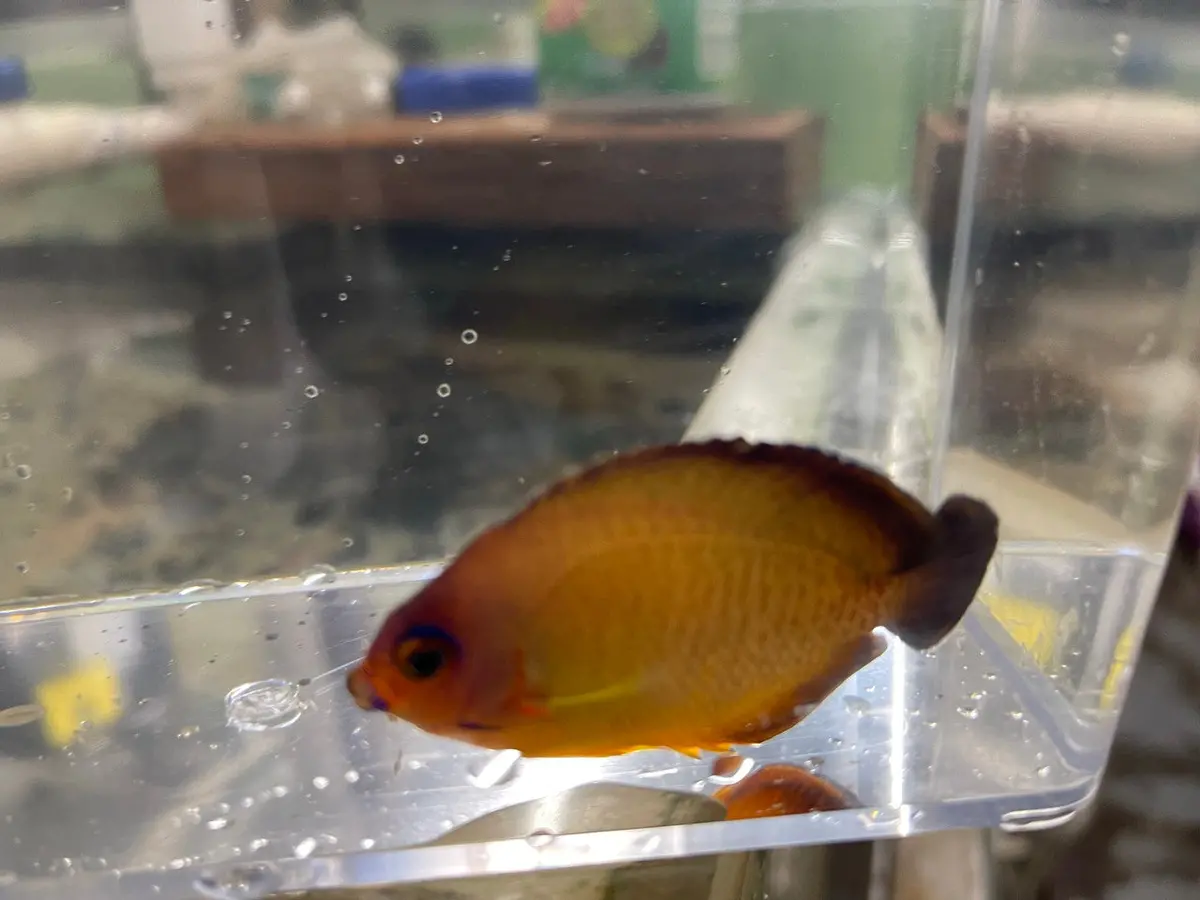 Deep Water White Coral Beauty Angel Color Morph 1