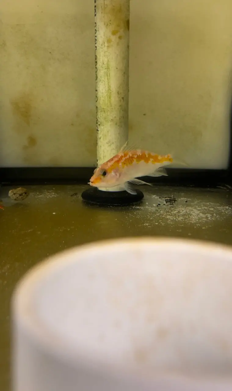 Plectranthias Sheni (3") 1