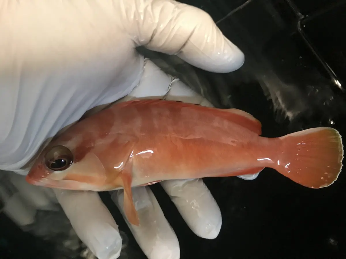 Red Sea Blacktip Grouper | Epinephelus Fasciatus (6") 1