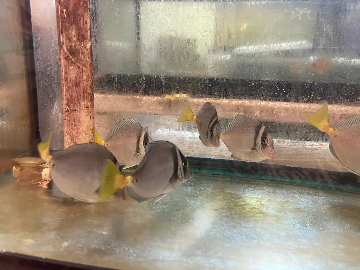 Yellow Tail (Razor) Surgeonfish - Prionurus Laticlavius (4-5”) 1
