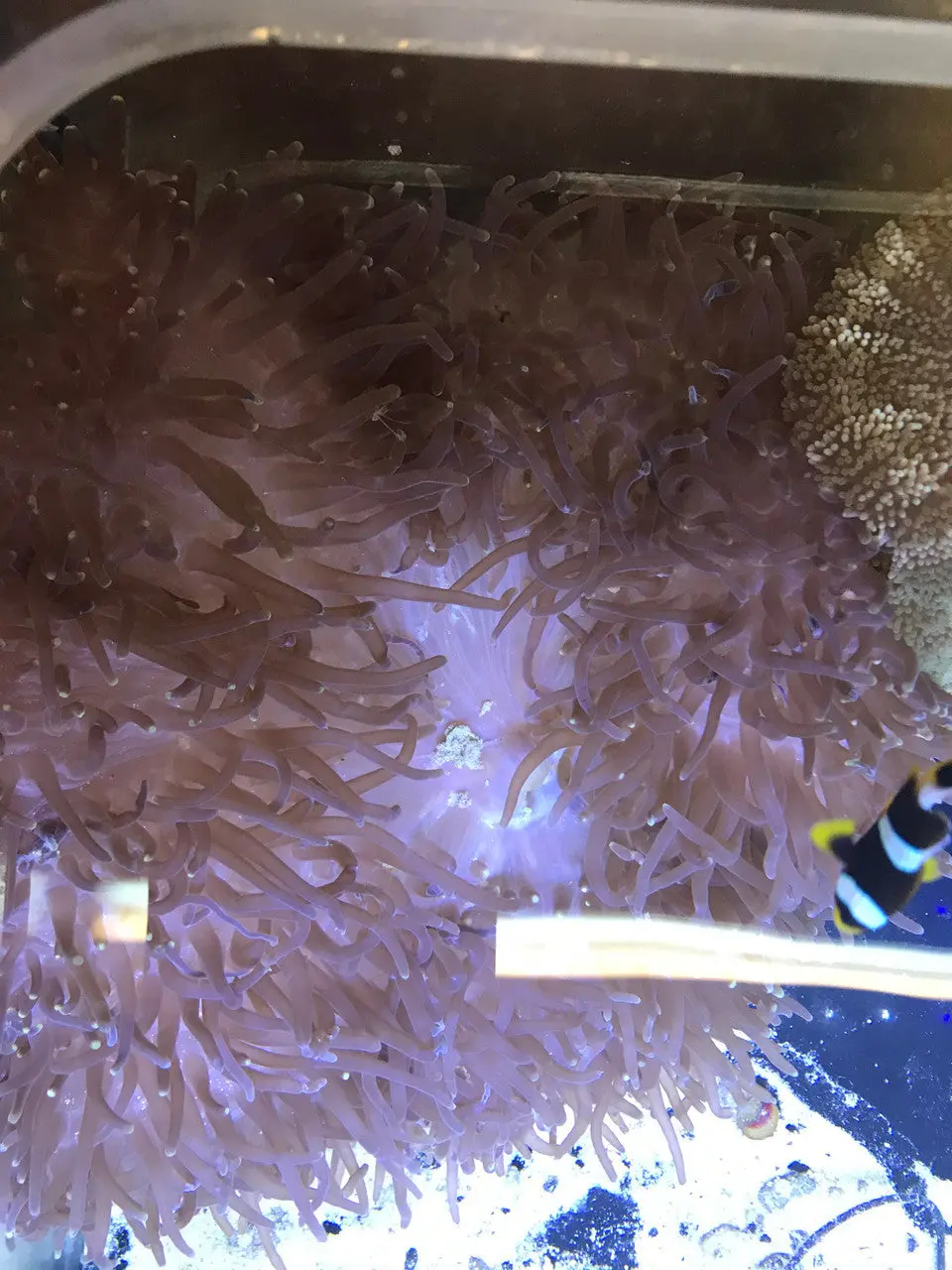 Show Size Ritteri/Magnificent Anemone--12" W Pair White Clowns 1