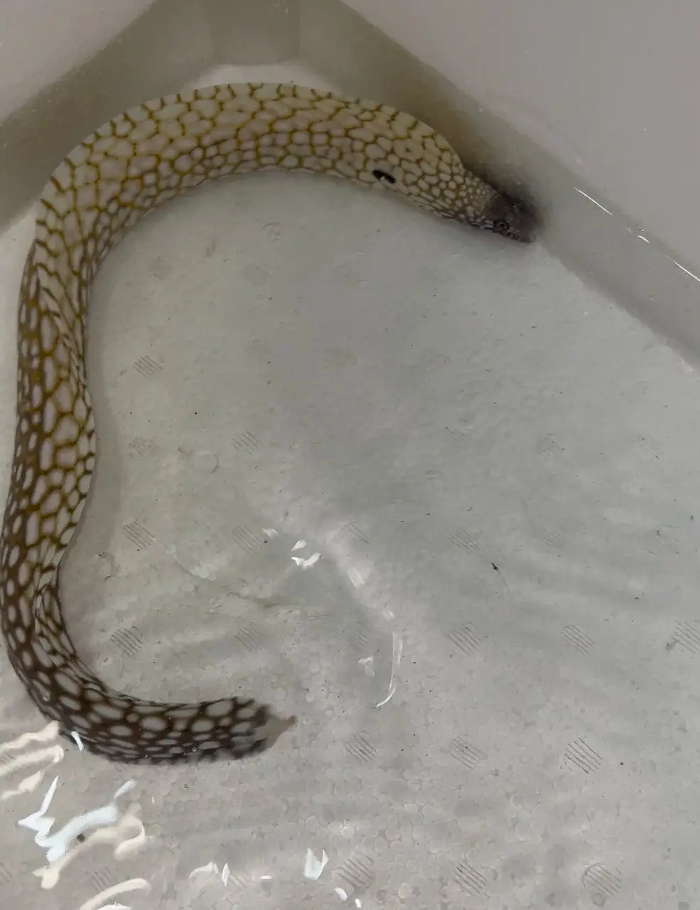 Brazillian Dragon Moray Eel (Muraena Pavonina) 14-16” 1