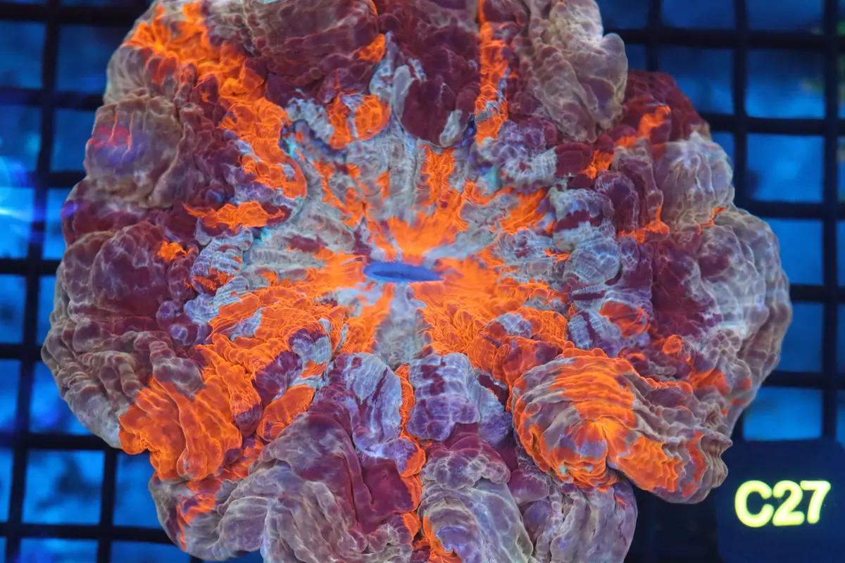 Ultra Acanthophyllia (C27) 1