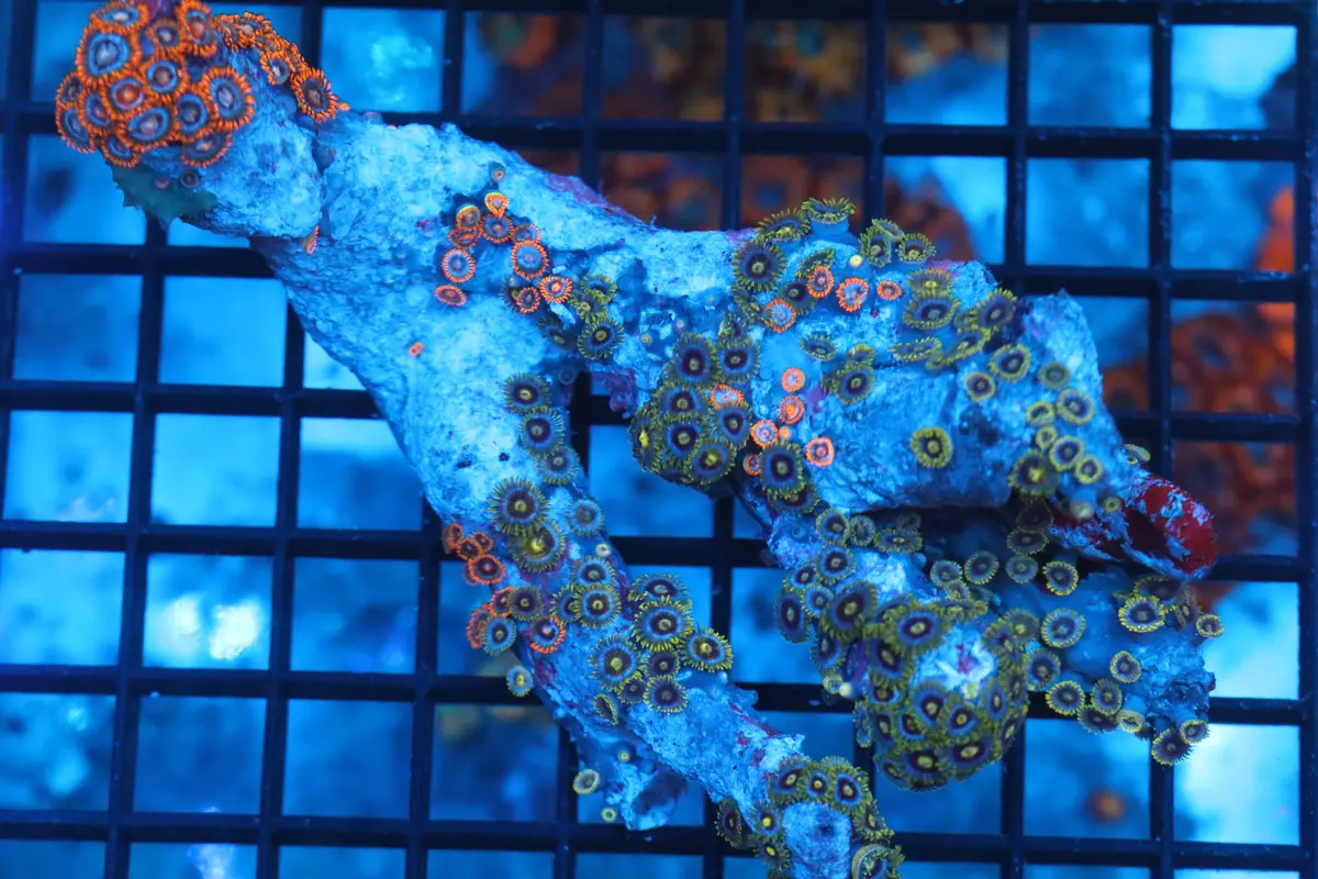 Zoa Colony On Live Rock (C28) 1