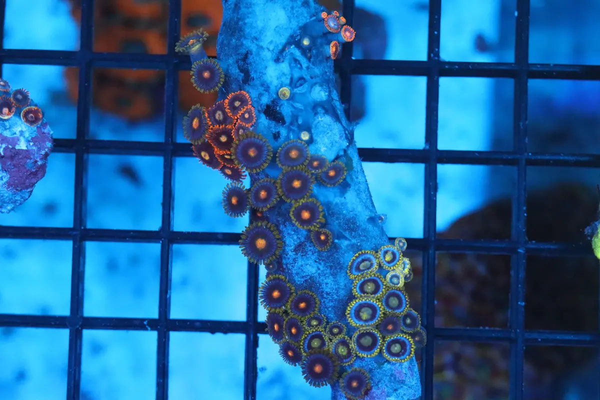 Zoa Colony On Live Rock (C32) 1