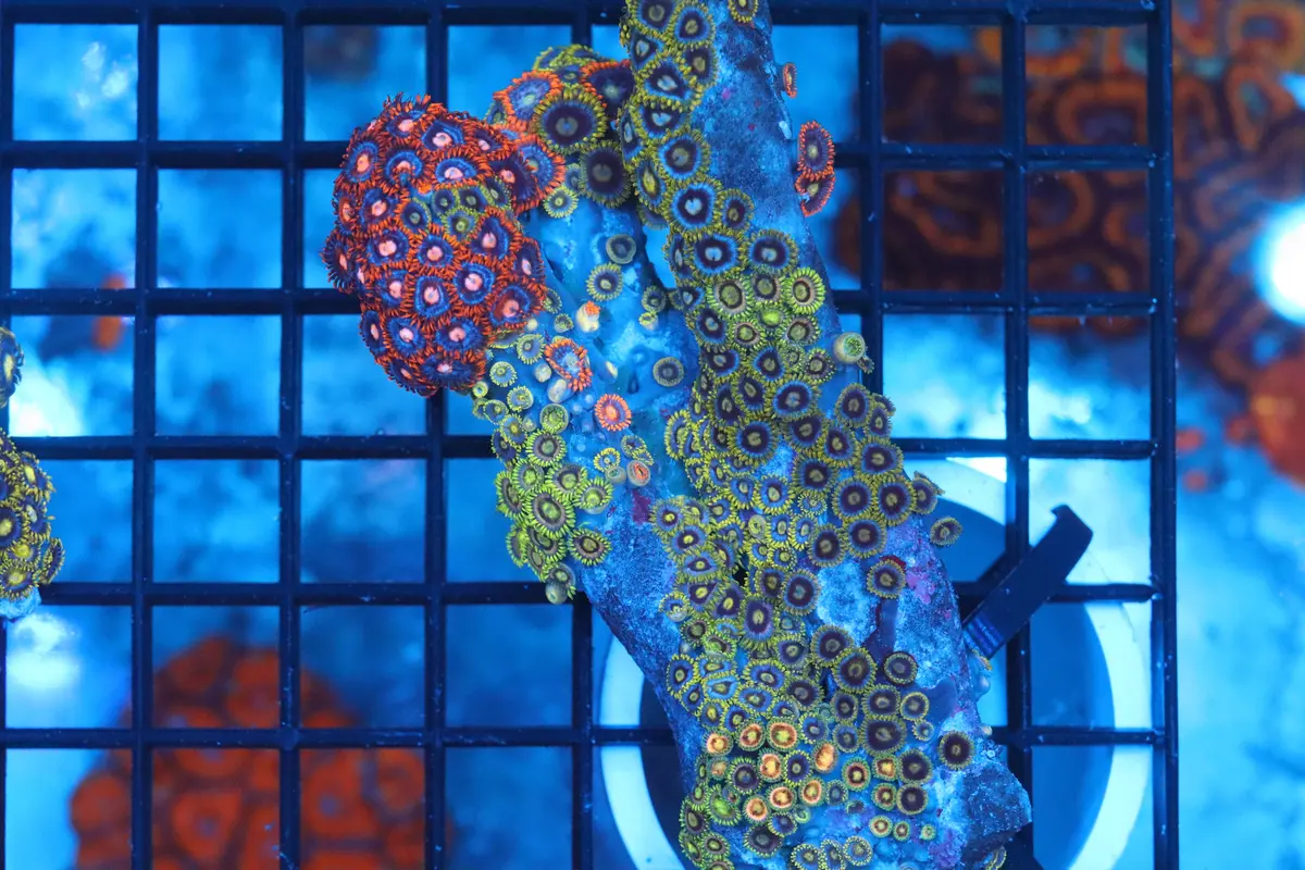 Zoa Colony On Live Rock (C37) 1