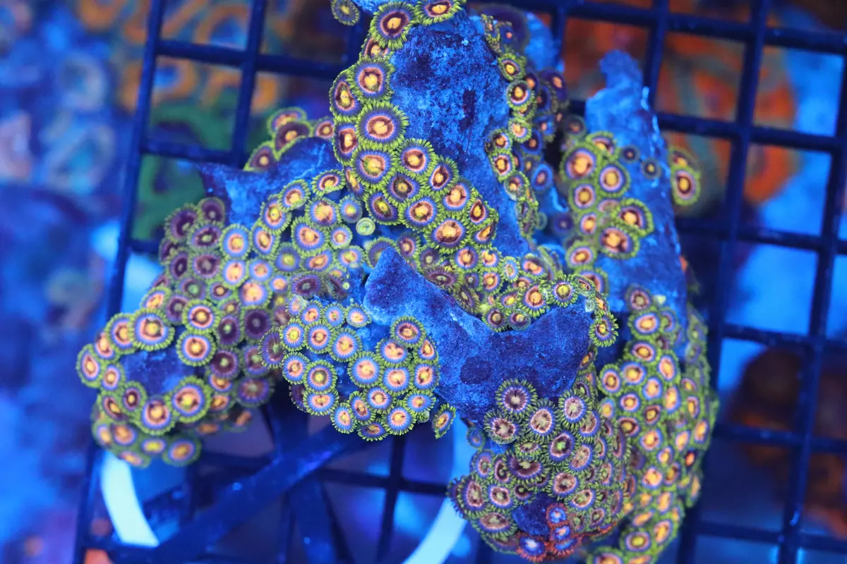 Zoa Colony On Live Rock (C38) 1
