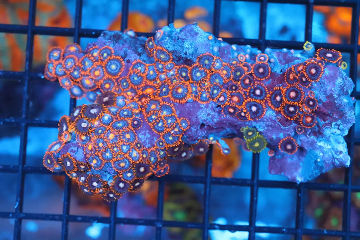 Zoa Colony On Live Rock (C39) 1