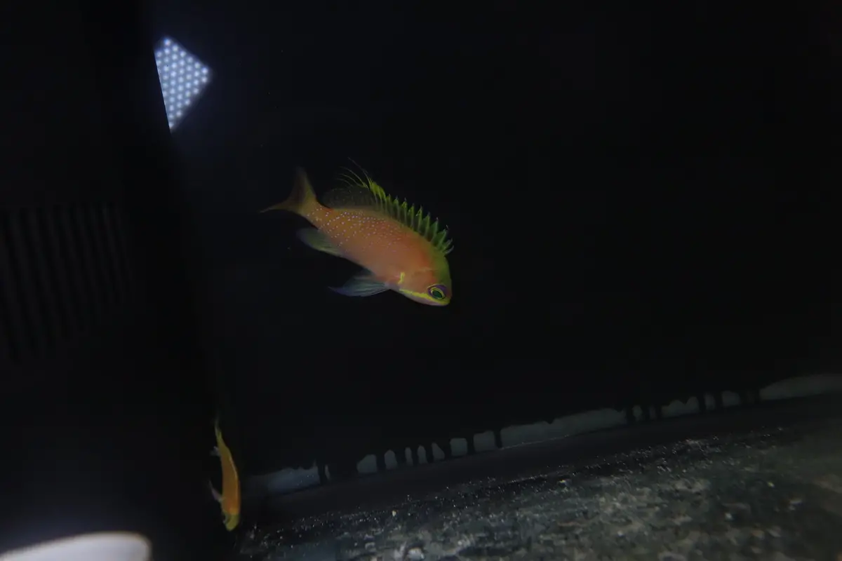 Odontanthias Unimaculatus (4") 1