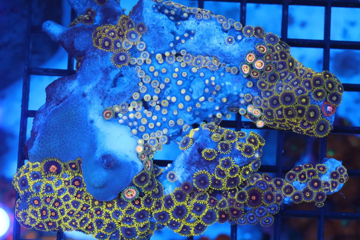 Zoa Colony On Live Rock (C44) 1
