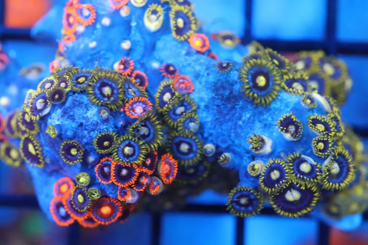 Zoa Colony On Live Rock (C45) 1