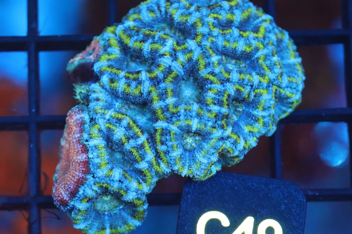 Micromussa Lord Double Mini Colony (C49) 1