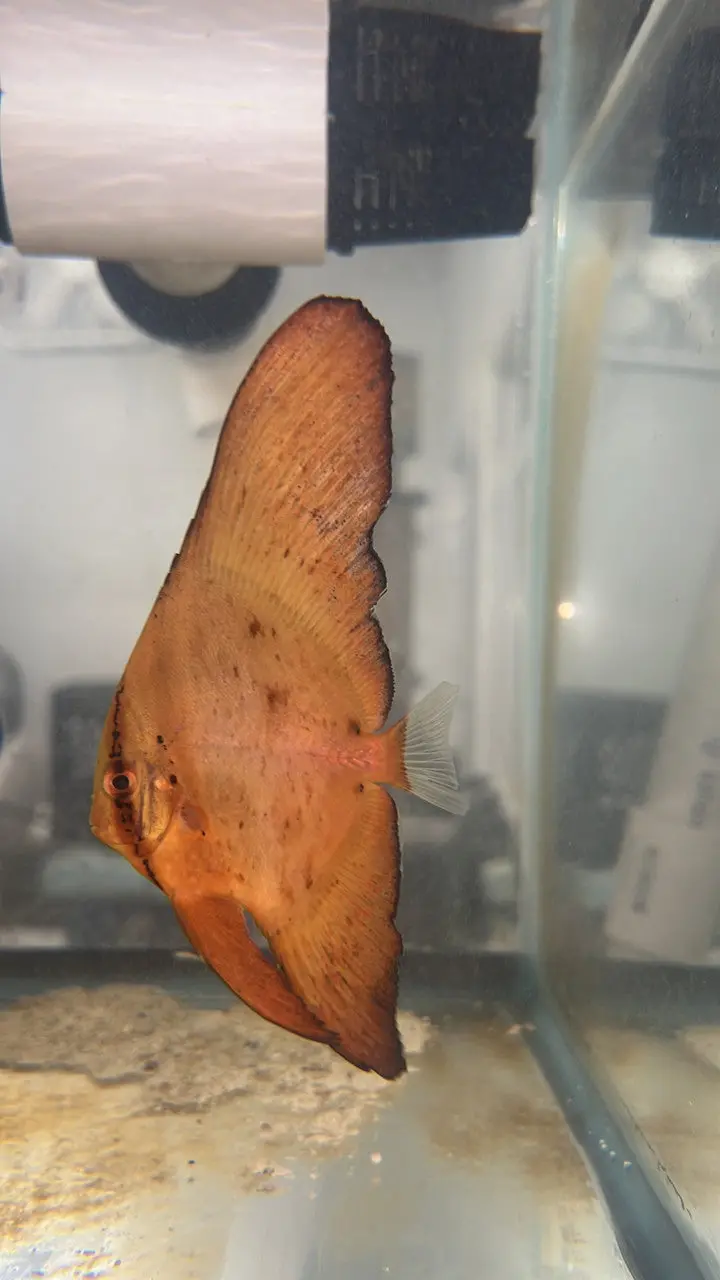 Orbiculate Batfish 1