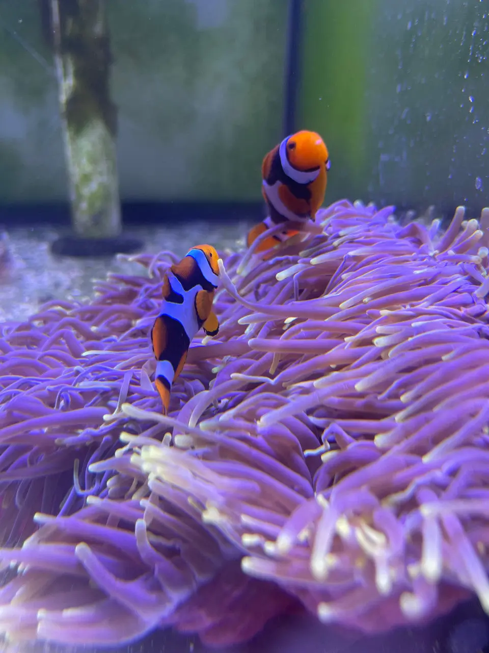 Super Black True Percula Pair W Host Ritteri Anemone 1