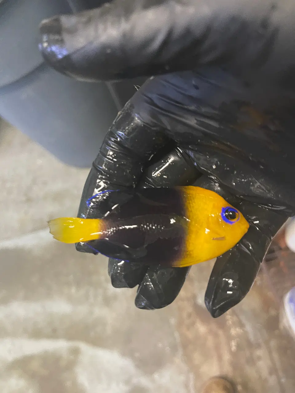 Coco's Pygmy Angelfish (Centropyge Joculator)-3" 1