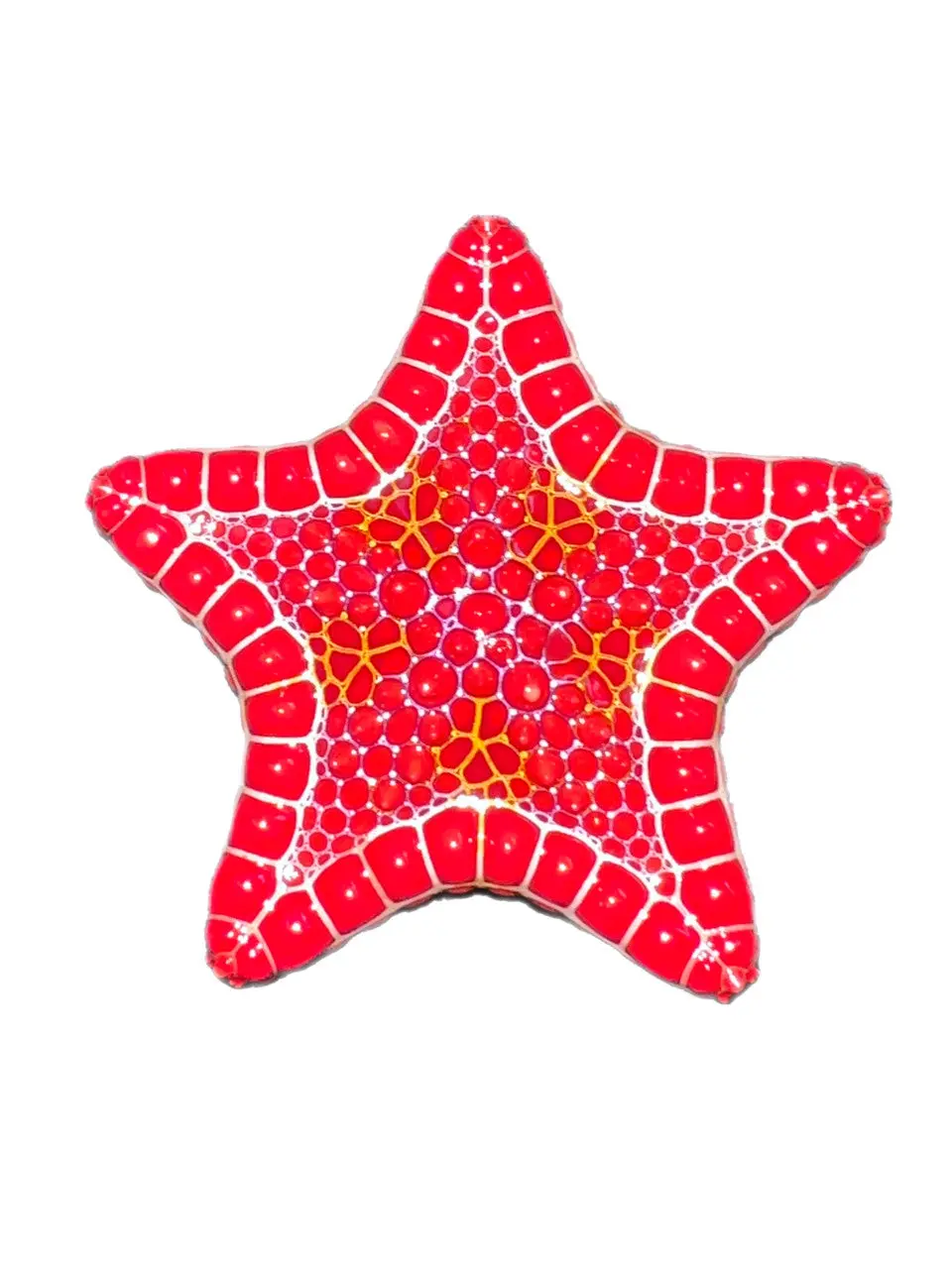 African Red Biscuit Starfish | Goniaster Tessellatus 1