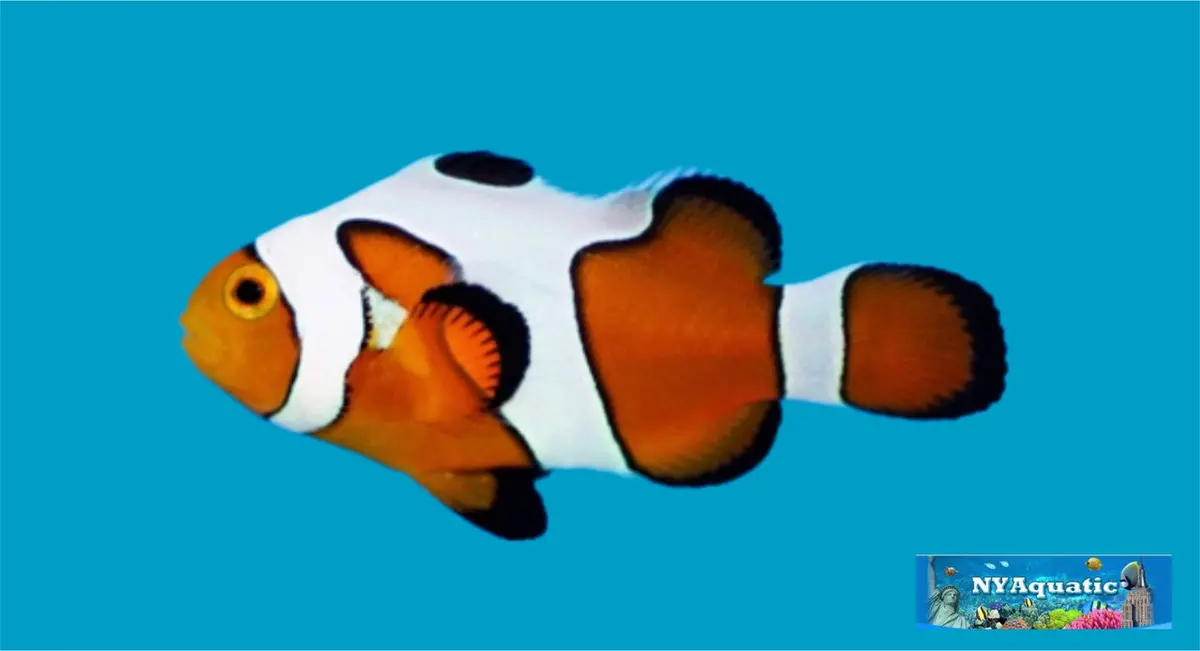 Davinci Clownfish (3-5Cm) 1