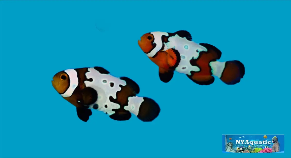 Black Ice Snowflake Clownfish  (4-5 Cm) 1