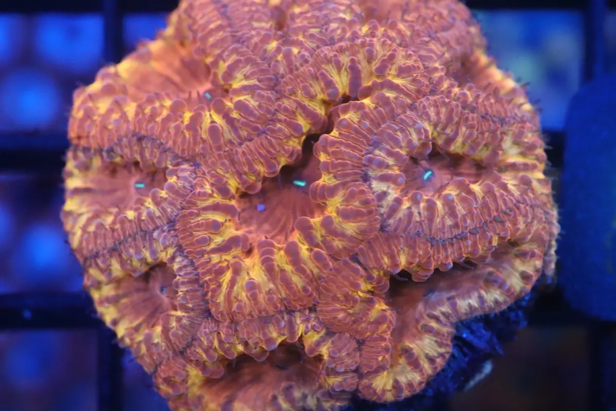 Blasto Colony (C6) 1