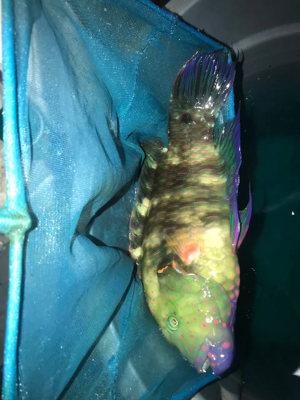 Broomtail Wrasse (Red Sea) 12" 1