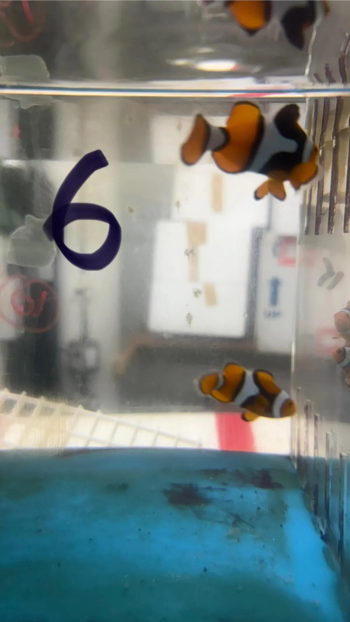 True Percula Clownfish-Super Black Pair (Wysiwyg #6). Plus Ritteri 1