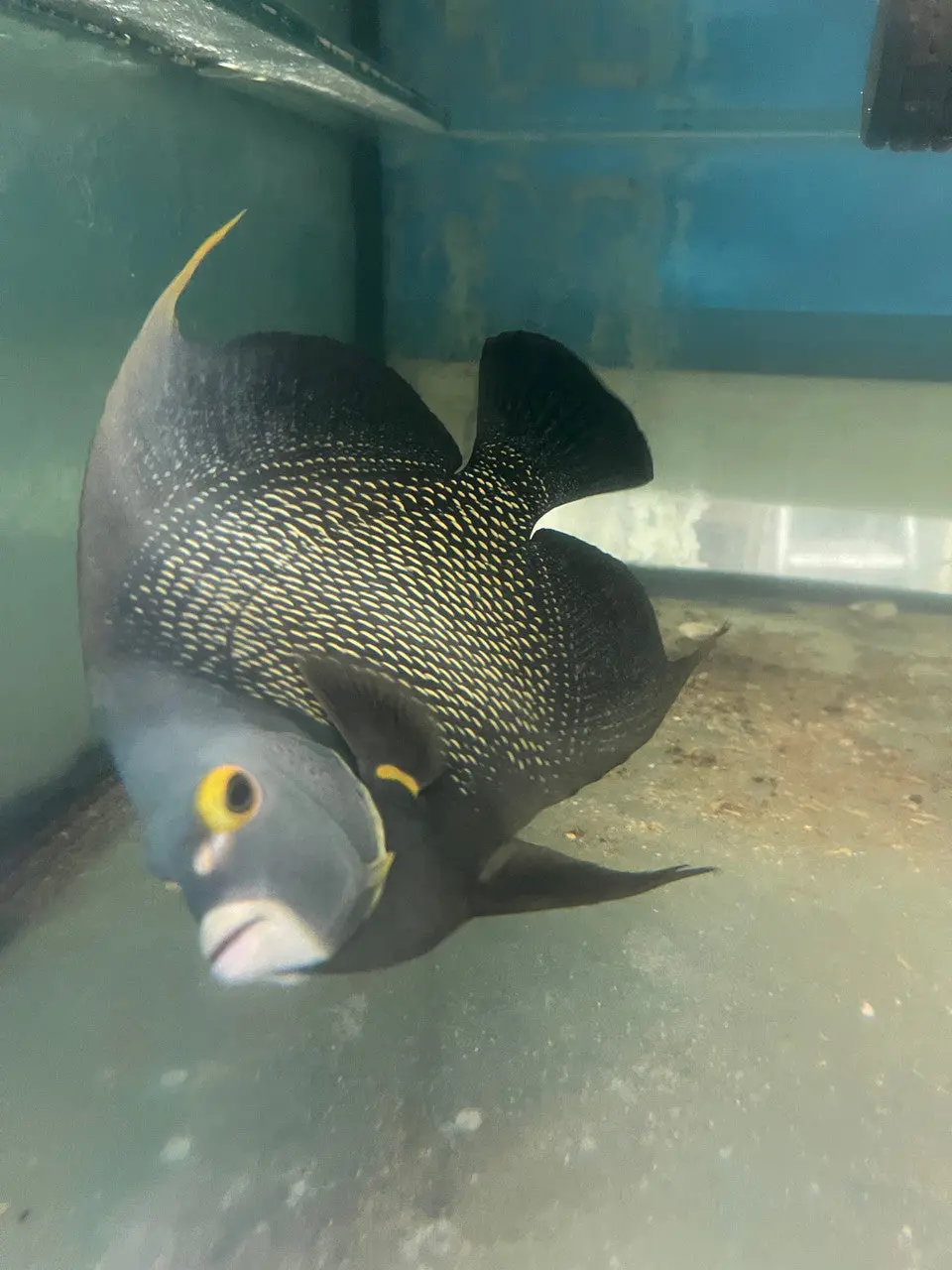 French Angelfish (14”)| Pomacanthus Paru 1