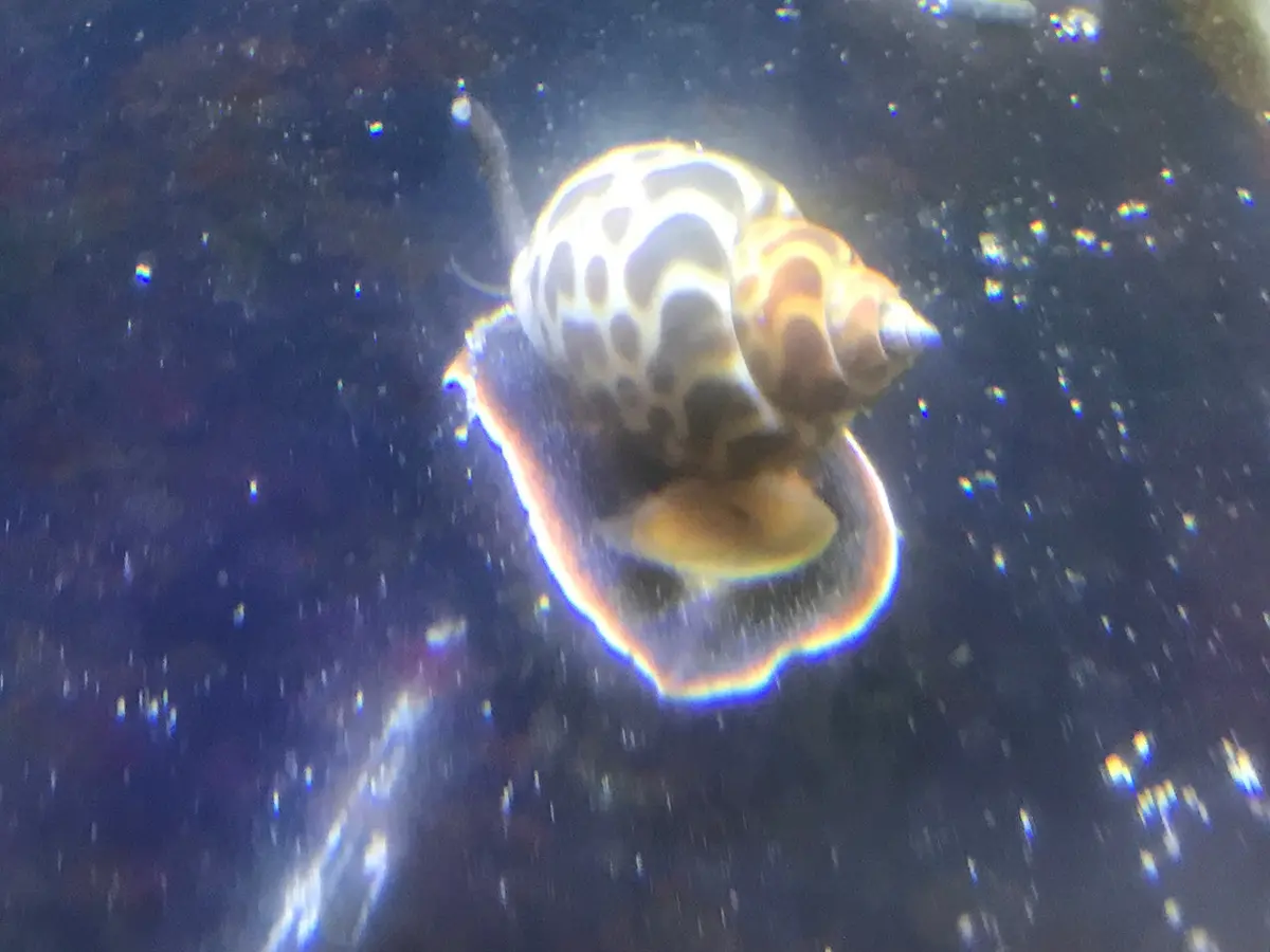 Orange Spotted Tiger Snail | Babylonia Lutosa 1