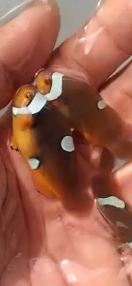Wc Designer Misbar Ocellaris Clownfish 1